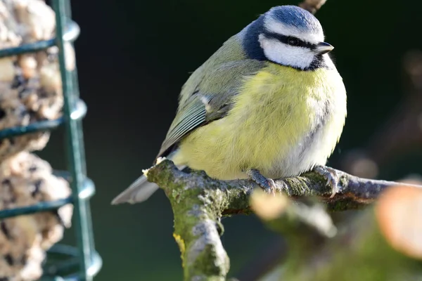 Kék tőkehal (Cyanistes caeruleus)) — Stock Fotó