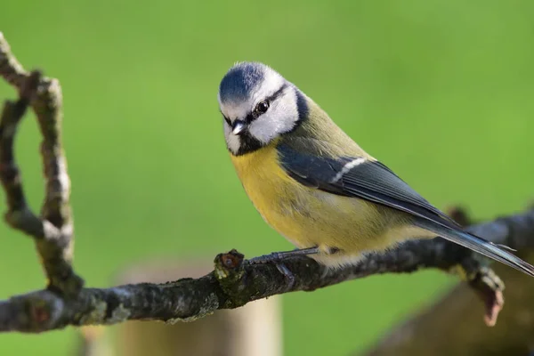 Bluetit (siyanistes caeruleus)