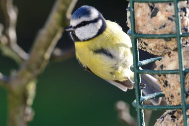 Bluetit (siyanistes caeruleus)