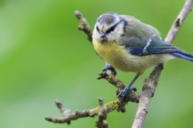 Eurasian blue tit (cyanistes caeruleus)