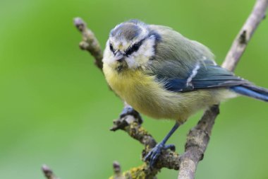 Eurasian blue tit (cyanistes caeruleus)