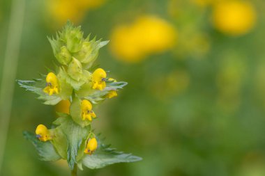 Sarı çıngırak (rhinanthus)