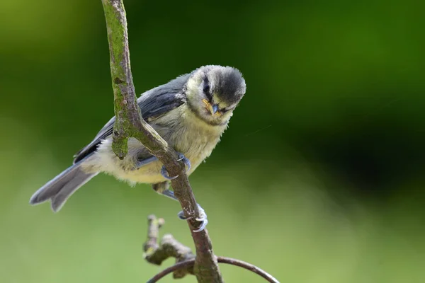 Azúcar euroasiático (cyanistes caeruleus ) — Foto de Stock