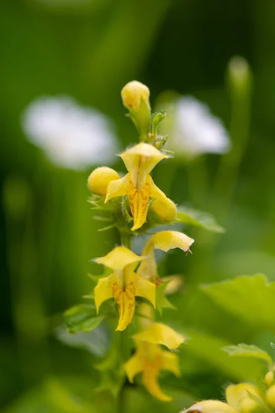 Жовтий архангел ( Lamium galeob Dodon ). — стокове фото