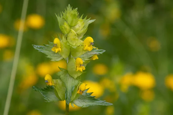 Sonajero amarillo (rinanto) ) — Foto de Stock