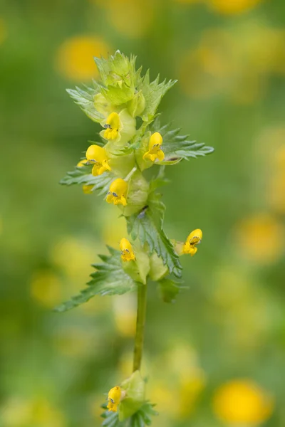 Yellow rattle (rhinanthus)