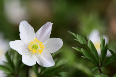 Ahşap şakayık (Anemone nemorosa)