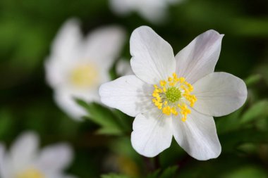 Ahşap şakayık (Anemone nemorosa)