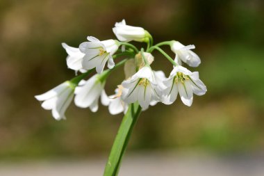 Üç köşeli sarımsak (Allium triquetrum)