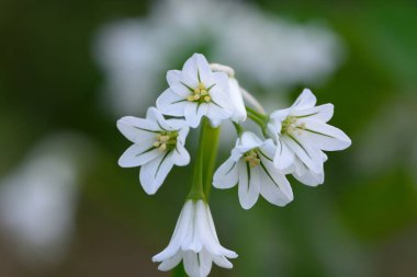 Üç köşeli sarımsak (Allium triquetrum)