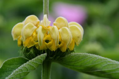 Türk bilgesi (Phlomis russeliana)