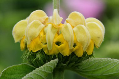 Türk bilgesi (Phlomis russeliana)