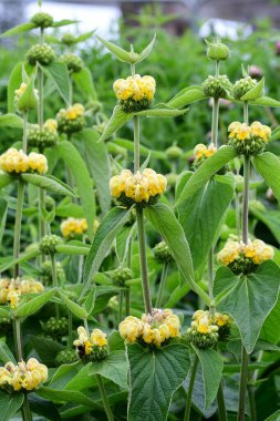 Türk bilgesi (Phlomis russeliana)