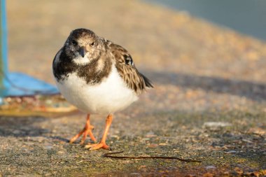 turnstone portresi