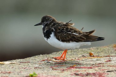 turnstone portresi