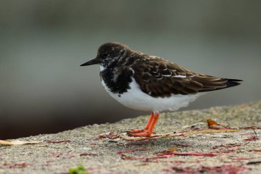 turnstone portresi