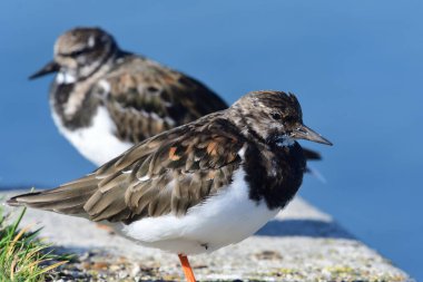 Turnstone
