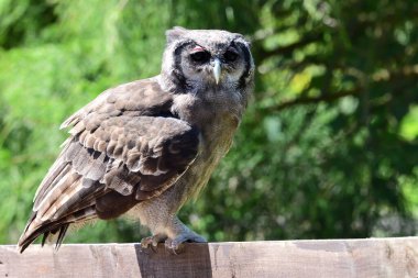 Verreaux 'nun kartal baykuşu (Bubo lacteus)
