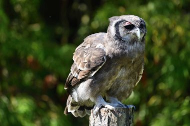 Verreaux 'nun kartal baykuşu (Bubo lacteus)