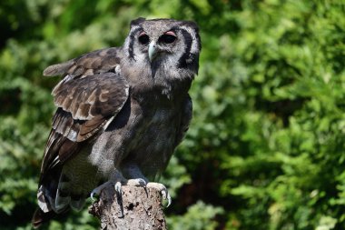 Verreaux 'nun kartal baykuşu (Bubo lacteus)