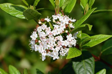 Viburnum tinus (Lauristinus viburnum)