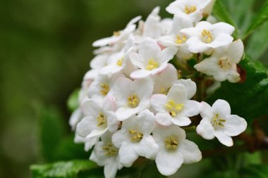 Viburnum tinus (Lauristinus viburnum)