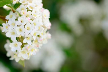 Viburnum tinus (Lauristinus viburnum)