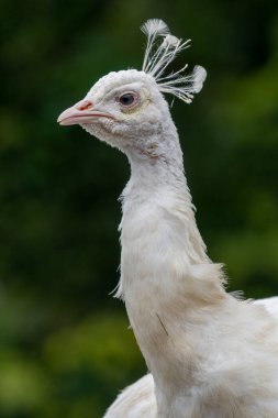 Yapay tavus kuşu (pavo cristatus)
