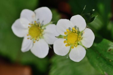 Vahşi Çilek (Fragaria vesca)