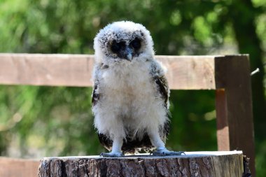 Bebek kahverengi tahta baykuş (strix leptogrammika))