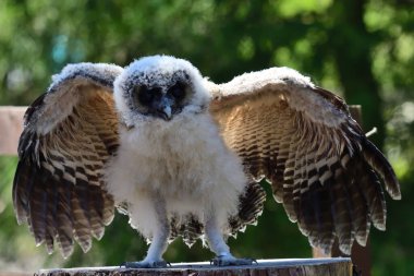 Bebek kahverengi tahta baykuş (strix leptogrammika))