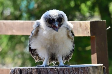 Bebek kahverengi tahta baykuş (strix leptogrammika))