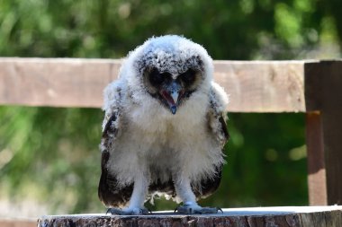 Bebek kahverengi tahta baykuş (strix leptogrammika))