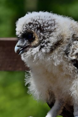 Bebek kahverengi tahta baykuş (strix leptogrammika))