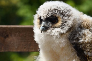 Bebek kahverengi tahta baykuş (strix leptogrammika))