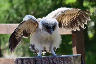 Bebek kahverengi tahta baykuş (strix leptogrammika))