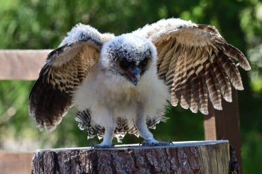 Bebek kahverengi tahta baykuş (strix leptogrammika))