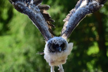 Bebek kahverengi tahta baykuş (strix leptogrammika))
