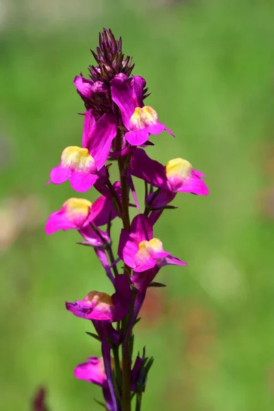 摩洛哥蟾蜍(linaria maroccana)) — 图库照片