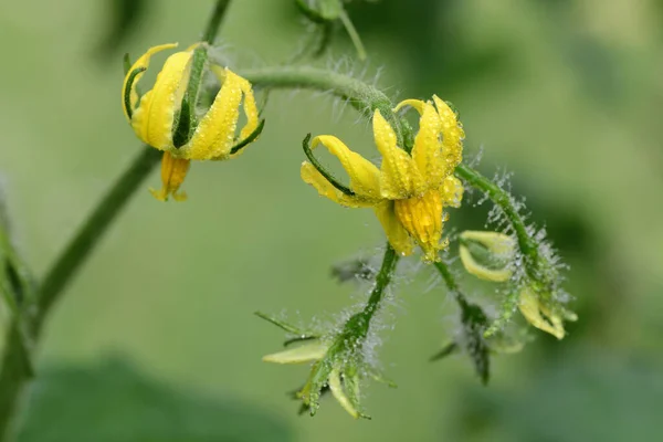 Macro shot of tomato flowers covered in water droplets