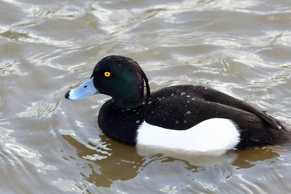 Tufted duck (aythya fuligula) — Stock Photo, Image