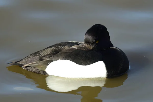 Pato copetudo (Aythya fuligula ) —  Fotos de Stock