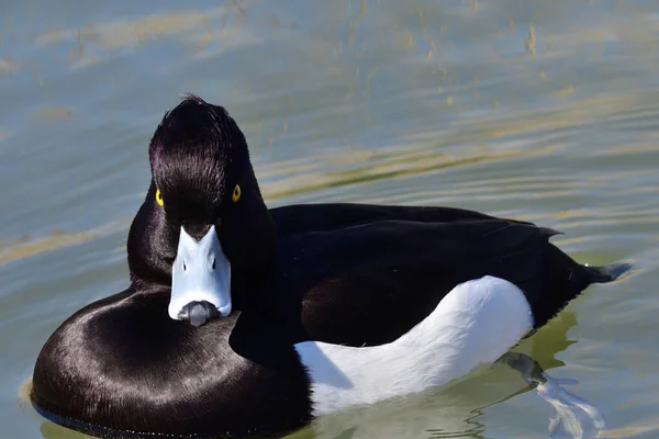 Pato copetudo (Aythya fuligula ) — Foto de Stock