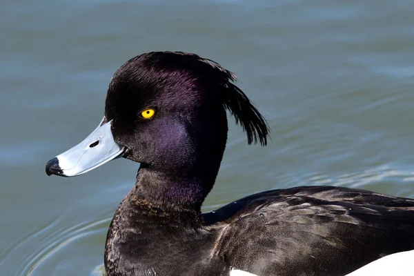 Pato copetudo (Aythya fuligula ) —  Fotos de Stock