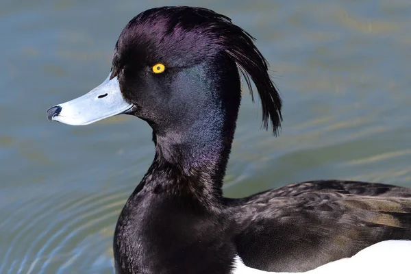 Tufted duck (aythya fuligula) — Stock Photo, Image