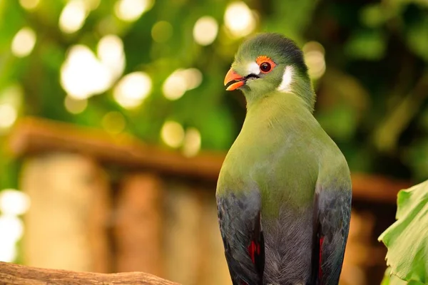 Guinea Turaco (Tauraco persa)) — Stockfoto