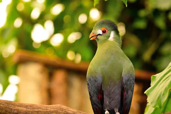 Γουϊνέα Turaco (Tauraco persa) — Φωτογραφία Αρχείου