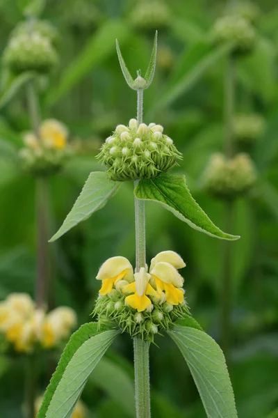 Sauge turque (Phlomis russeliana)) — Photo