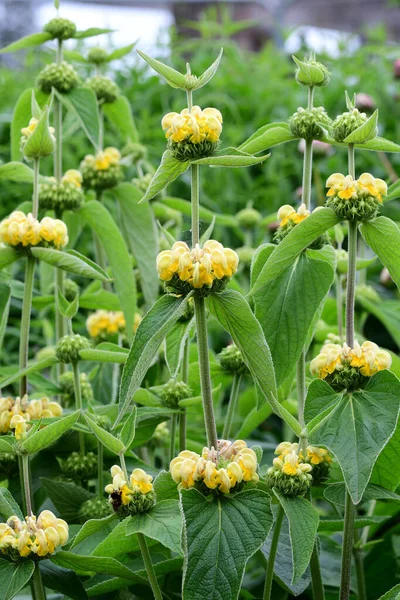 Türk bilgesi (Phlomis russeliana)