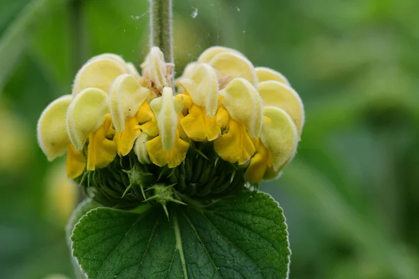 Sabio turco (Phlomis russeliana) — Foto de Stock